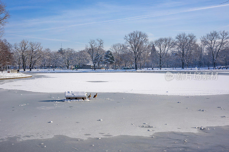 科隆Aachener Weiher宁静的冬日早晨:被雪树包围的冰冻湖上的鸭子